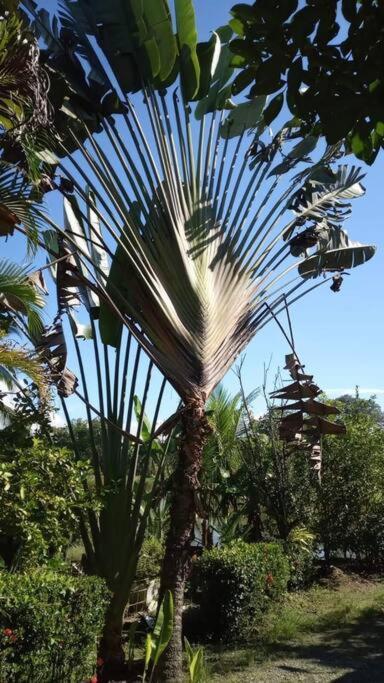Villa Casa Flor De Annia ~ Cozy 2 Bdrm On The River Sierpe ~ Walkable To Town Exterior foto