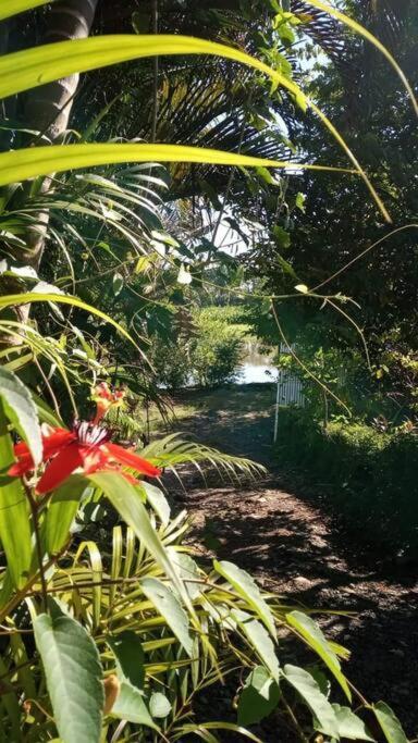 Villa Casa Flor De Annia ~ Cozy 2 Bdrm On The River Sierpe ~ Walkable To Town Exterior foto